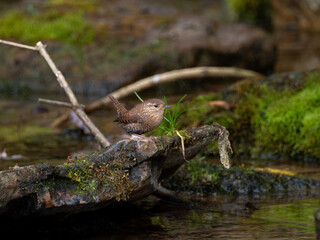 Winter wren perched on mossy rocks in stream