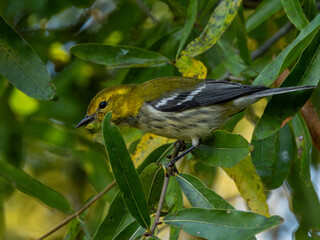 Black-throated green warbler in tree