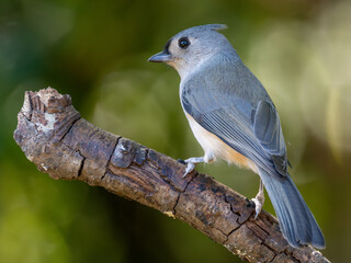 Tufted titmouse bird closeup