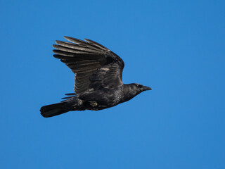 American crow bird in flight