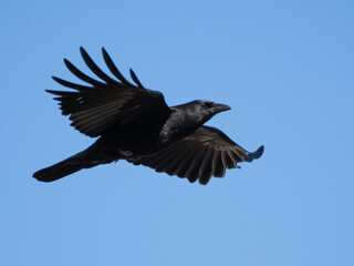 American crow bird in flight