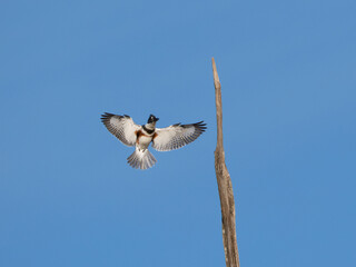 Belted kingfisher bird landing on perch