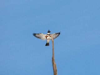 Belted kingfisher bird landing on perch