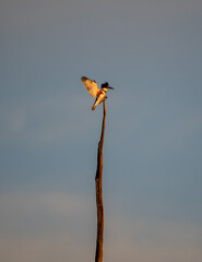 Belted kingfisher bird landing on perch