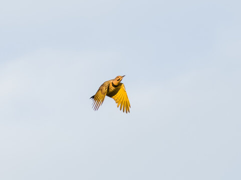Yellow-shafted norther flicker bird in flight