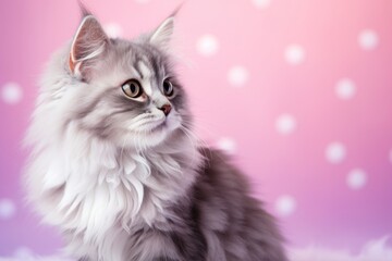 Portrait of a cute siberian cat over pastel or soft colors background