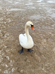 swan on the lake