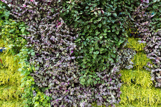 Vertical gardening. Plectranthus, Swedish ivy, Tradescantia zebrina, and Lysimachia nummularia (creeping Jenny) in pots arranged vertically on the wall. Landscape design.