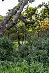California Coast Line