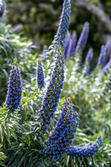 California Coast Line
