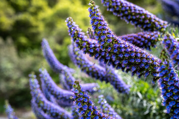 California Coast Line