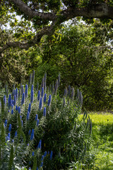 California Coast Line