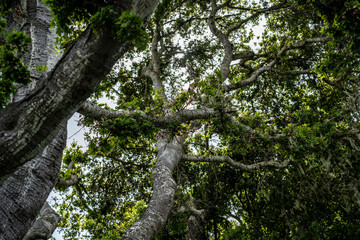 California Coast Line