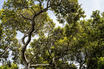 California Coast Line