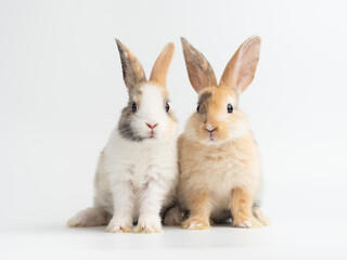 Two baby cute rabbit with tri-colored fur standing on white background. Baby rabbit pet is adorable.