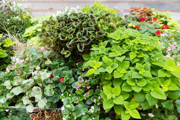 Various types of coleus and red primroses planted on the lawn as part of urban landscaping. Landscape design.