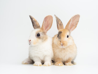 Two baby cute rabbit with tri-colored fur standing on white background. Baby rabbit pet is adorable.