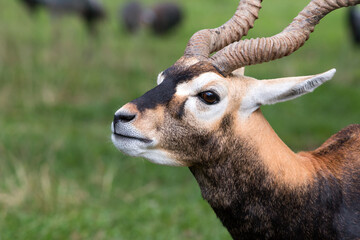 Close-up profile of an antelope with spiral horns, sharp facial markings, and alert expression...