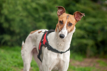 Greyhound dog looking to the camera portrait against green tree background