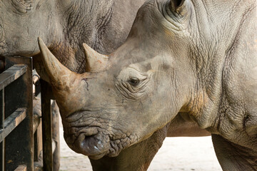 Close-up of a rhinoceros with detailed textured skin and large horns, standing near a metal barrier, showcasing the strength and rugged beauty of this endangered species