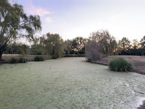 atardecer lago verde, pajaros volando