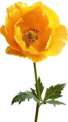Naklejka premium Yellow poppy flower bloom, isolated on white, spring garden