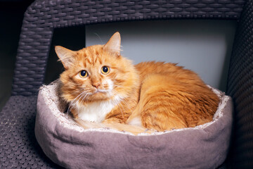 An orange and white cat is comfortably laying down in a cat bed