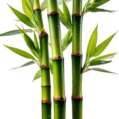Fototapeta premium Lush green bamboo stalks with water droplets, isolated on black background; perfect for spa, nature, or zen-themed designs.