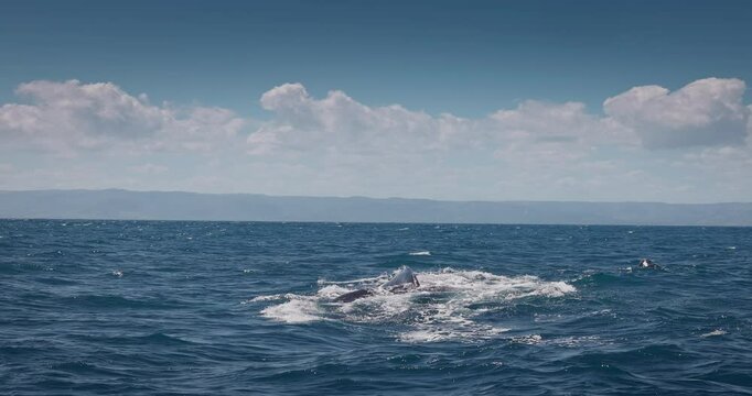 Humpback Blue Whales mother and baby swimming in Atlantic Ocean, Caribbean sea near Samana island Bay, Dominican Republic, Punta Cana
