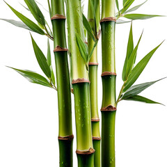 Lush green bamboo stalks with dew drops, vibrant leaves against a black background. Perfect for spa, nature, and tranquility themes.