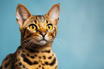 Obraz premium Portrait of a funny savannah cat over minimalist or empty room background