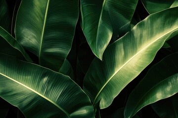 Obraz premium Lush Green Tropical Banana Leaves Background Image