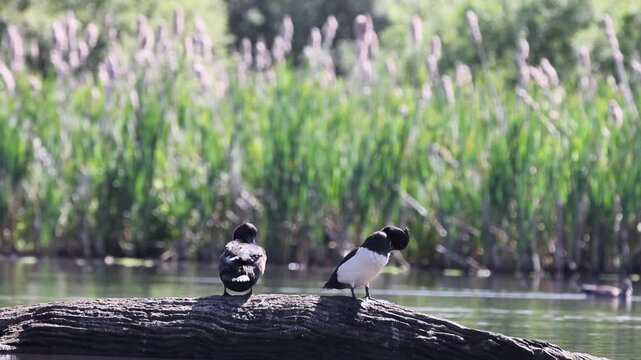 Goldeneye (Bucephala clangula) on the lake
