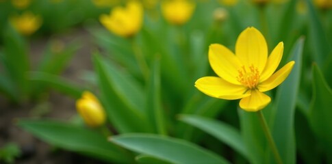 Obraz premium Single yellow flower with green leaf in garden, spring, bloom