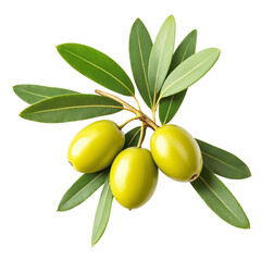 Green olives with leaves isolated on transparent or white background, png
