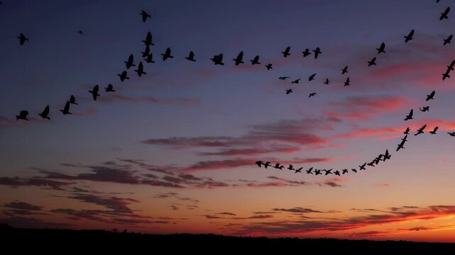 A flock of birds flying across an orange and pink evening sky