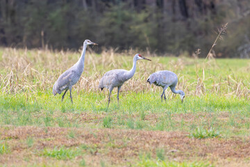 Sandhill Cranes foraging in tall grass at Hiwassee Sandhill Crane Refuge in Tennessee. Large North American migratory crane in habitat.