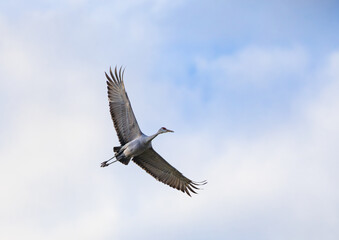 Sandhill Cranes flying at Hiawassee Sandhill Crane Refuge in Birchwood Tennessee. Sandhill Cranes are the oldest bird on earth with fossils found in Nebraska estimated to be ten million years old.  