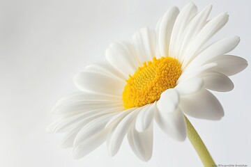 Fototapeta premium Stunning White Daisy Flower Close Up Photo