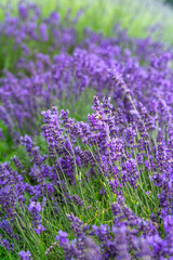 Fototapeta premium Lavender blooming. Summer vertical background with colourful lavender flowers and bee. Shallow depth of field