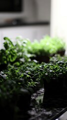 Fototapeta premium Indoor herb garden, kitchen counter, growing plants, homegrown food, healthy lifestyle