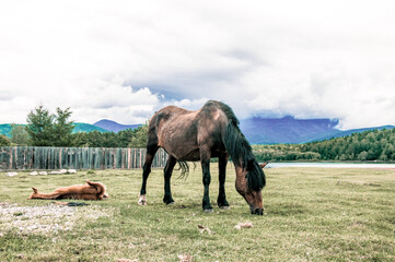 Herd of horses grazes freely outside, horse drinks water from river