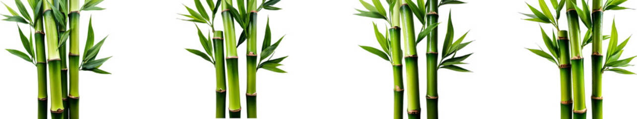 Obraz premium Lush green bamboo stalks and leaves, isolated on a black background. Perfect for design projects needing a natural, serene aesthetic.