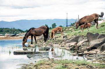 Herd of horses grazes freely outside, horse drinks water from river