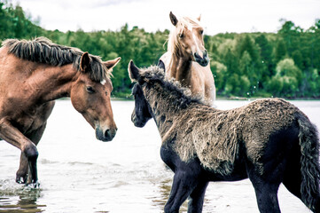 Herd of horses grazes freely outside, horse drinks water from river