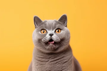 Portrait of a smiling british shorthair cat on solid color backdrop