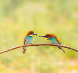 bee-eater courting