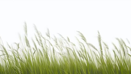gentle wind rustling through tall blades of grass making them sway gracefully against a transparent background with an alpha channel for easy compositing