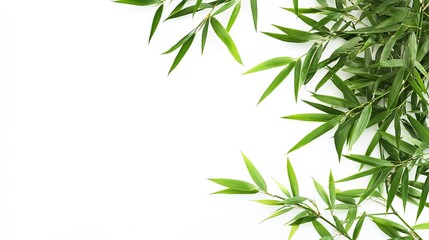 background bamboo