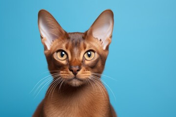 Obraz premium Portrait of a cute havana brown cat while standing against solid color backdrop